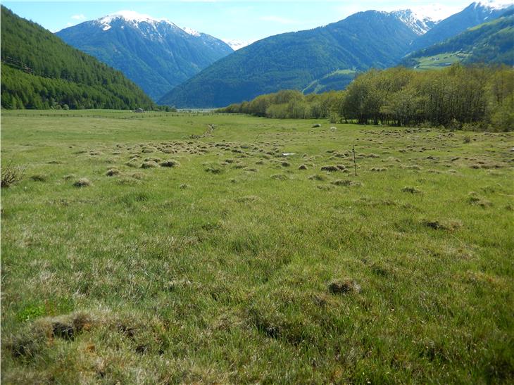 Hoher ökologischer Wert: Die Erlenwälder und die Feuchtgebiete sind künftig im Rahmen den neuen Malser Biotops geschützt. (Foto: LPA/Landesamt für Landesplanung)