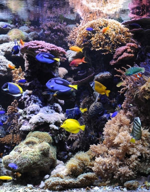 Das Korallenriff im Aquarium im Naturmuseum in der Bozner Bindergasse.