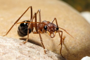 Einen Ameisen-Workshop gibt es am 17. November im Rahmen der Reihe "KidScience" im Naturmuseum