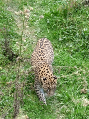 Die wichtigsten Raubtiere und deren Beutetiere in Südasien sind Thema eines Vortrags - in italienischer Sprache -  an diesem Samstag im Naturmuseum Südtirol; im Bild ein Leopard.