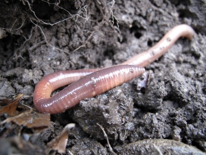 Regenwurm (FOTO: Naturmuseum)