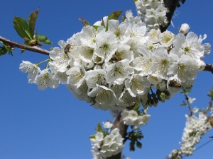 Frost und Kirschessigfliege waren Themen bei der heutigen Stein- und Beerenobsttagung in Terlan, im Bild eine Kirschblüte