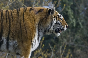 Sibirischer Tiger