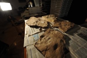 Fossile Insektenspuren