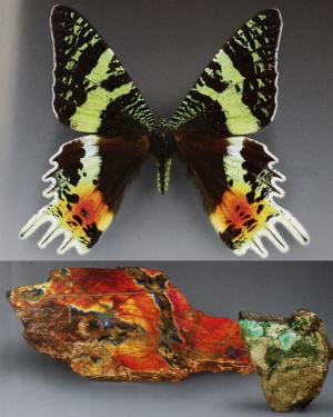 „Fliegende Juwelen“ zeigt das Mineralienmuseum Teis im Jahr des Museumsobjekts