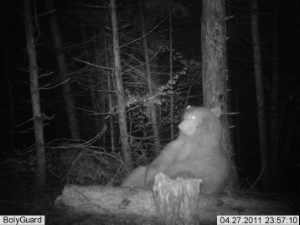 Bär in der Fotofalle; Aufnahme aus dem Jahr 2011.