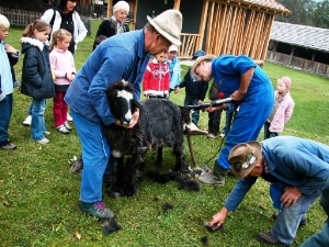Aktion „Wolle und Schafschur“