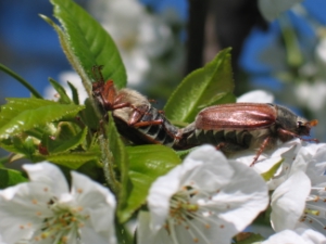 In diesem Jahr fliegen sie wieder: die Maikäfer.