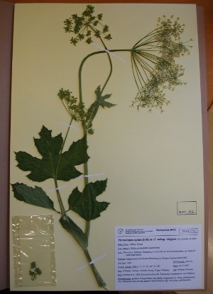 Das Herbarium des Naturmuseums öffnet sich allen Interessierten; im Bild ein Heracleum elegans.