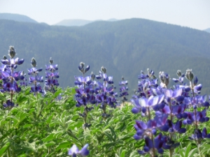 Der Dokumentarfilm „Die blaue Blume von Altrei“ ist morgen nochmals bei den Bozner Filmtagen zu sehen