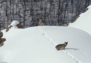 Der Wolf steht im Mittelpunkt eines Vortragsabends am Mittwoch nächster Woche im Naturmuseum Südtirol in Bozen.