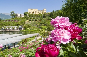 An diesem Samstag vor Pfingsten, dem 18. Mai, sind die Gärten von Schloss Trauttmansdorff zwischen 10.00 und 18.00 Uhr beim "Fascination of Plants Day" dabei.