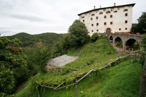 Am Fuße von Castel Katzenzungen in Prissian bei Tisens wächst auf rund 600 Metern Höhe die größte und wohl auch älteste Rebe der Welt.