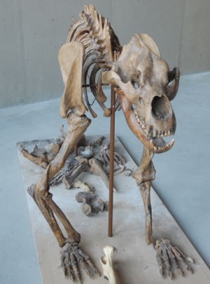 Skelett des Ursus spelaeus.
