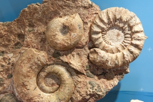 Interessierte können die Fossilien selber analysieren und anfassen.