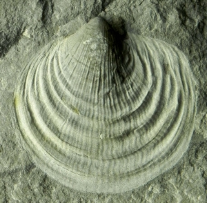 Claraia clarai, ein zweischaliges Weichtier; der Name stammt vom Entdecker des Fossils, dem Kuraten Franz Clara (1781 bis 1873).