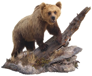 Der Bär M12 war zur Todeszeit etwa zweieinhalb Jahre alt und 1,7 Meter lang und wog 108 Kilogramm.