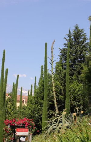 Einzigartig: Der vier bis fünf Meter hohe Blütenstand der Agave americana in den Gärten von Schloss Trauttmansdorff.
