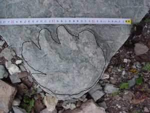 Spuren eines Pareiasaurus sind in Kürze im Museum Ladin Ursus ladinicus zu sehen