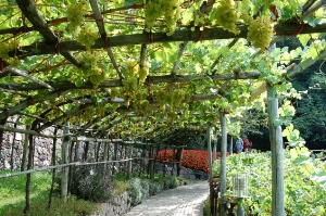Der Weinberg in den Gärten von Schloss Trauttmansdorff