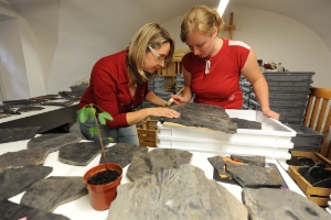 Die Forscherinnen Evelyn Kustatscher und Kathleen Bauer untersuchen die Ginkgo-Keimlinge.