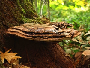 Mehr über Pilze erfährt, wer bei der vom Naturmuseum organisierten Wanderung an diesem Samstag, dem 28. September, teilnimmt.