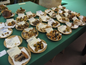 Pilze sind im Naturmuseum in den kommenden Tagen die Hauptdarsteller