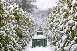 Apfelernte im Schnee: Einen Wintereinbruch gab es am 10./11. Oktober, im Bild Tschengels (Foto: Landeswetterdienst/Florian Peer)