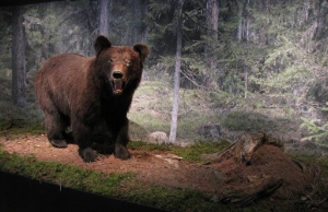Mit der Rückkehr des Braunbären nach Südtirol befasst sich die Ausstellung im Naturparkhaus Rieserferner-Ahrn in Sand in Taufers.