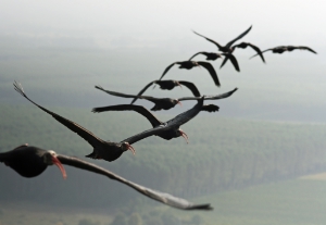 Waldrapp in Flugformation (FOTO: M. Unsöld)