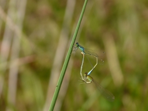Im Zeichen der "fliegenden Edelsteine" steht dieser Donnerstagabend im Naturmuseum Südtirol in Bozen; im Bild eine Pechlibelle.