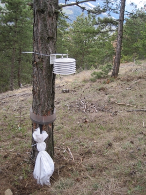 Wie der Klimawandel den Entwicklungszyklus des Kiefernprozessionsspinners beeinflusst, soll durch eine Studie an Schwarzföhren untersucht werden.