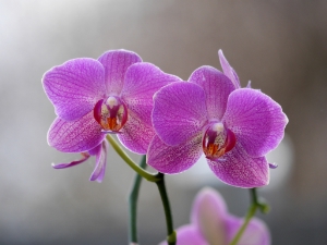 Orchidee (FOTO: Olaf Schneider/pixelio.de)