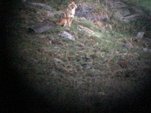 Mit hoher Wahrscheinlichkeit handelt es sich bei dem heute (8. Mai) fotografierten Tier um einen Wolf.