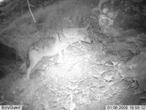 Der Goldschakal (Canis aureus) ist eine eng mit dem Wolf verwandte Art der Hunde; mittels Fotofalle - Datumsangabe stimmt nicht - konnten jetzt die zwei Tiere am Sonnenberg im Bild festgehalten und einer genauen Überprüfung unterzogen werden.