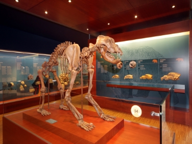Skelett des Ursus ladinicus im Museum in St. Kassian./Foto Museum Ladin