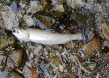 Auf mehreren hundert Metern sind sämtliche Fische im Pfalzner Bach verendet (Foto: Landesamt für Gewässerschutz)