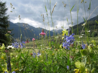 Der Vortrag "Grenzenlos durch die Alpen: Grüne Korridore" im Rahmen der Sonderausstellung "Wild, frei und mobil" beginnt am Montag, dem 3. November, um 20.00 Uhr im Naturmuseum in der Bindergasse in Bozen.