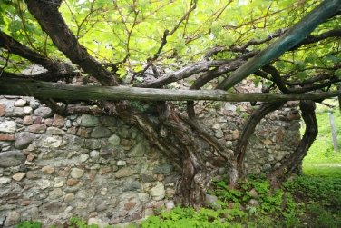 Die über 350 Jahre alte Versoaln-Rebe und Südtirols Weinwelt wurden kürzlich in Tokio vorgestellt./Foto Die Gärten von Schloss Trauttmansdorff