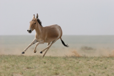 Asiatischer Wildesel (FOTO: E. Sos)