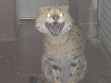 Ausgebrochen und eingefangen: der dreijährige Serval (Leptailurus serval), eine afrikanische Wildkatzenart, deren Haltung in Italien verboten ist.