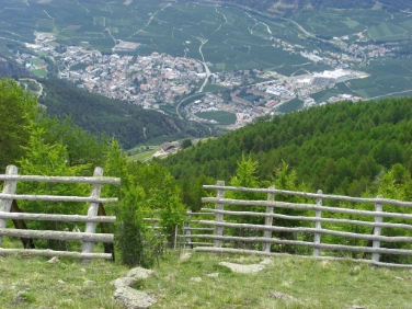 Einem internationalen Fachpublikum vorgestellt: Lärchen-Schutzwald oberhalb von Schlanders.