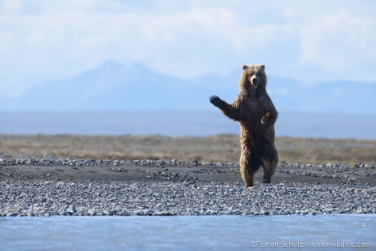 Braunbär, Canning River, Arctic National Wildlife Refuge, Alaska (FOTO:© Florian Schulz  visionwildnis.com)