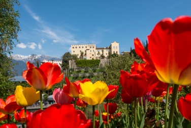 Auftakt mit Tulpen: Am Mittwoch, 1. April, öffnen die Gärten von Schloss Trauttmansdorff in Meran ihre Tore für die neue Gartensaison