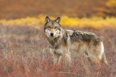 Die Rückzugsgebiete der Wildtiere wie Wölfe sind in Europa winzig (FOTO: Florian Schulz)