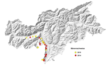 Grenzgänger: Nachweise von Bären in Südtirol in diesem und im vergangenen Jahr.