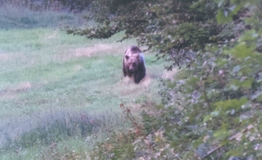 Abstand halten und sich vorsichtig entfernen: Diese Regel ist bei der Sichtung eines Bären in jedem Fall einzuhalten. Dieser hier wurde von einem Jagdaufseher am Fennberg im August vergangenen Jahres fotografiert.