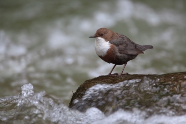 Viele Tiere und Pflanzen gilt es beim Tag der Artenvielfalt zu entdecken, wie z.B. die Wasseramsel (im Bild)./Foto Naturmuseum Südtirol