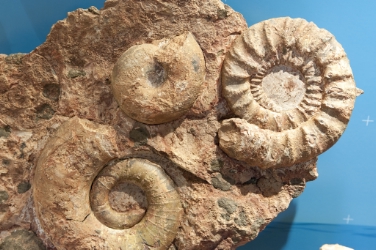 Geologie der Dolomiten im Museum Ladin: Fossilien aus den Dolomiten
