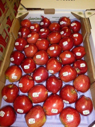 Äpfel aus Südtirol werden in alle Welt verschickt und dafür strengen Kontrollen unterzogen.
